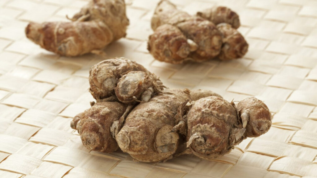 Herbal Kencur, sumber Makan Abis