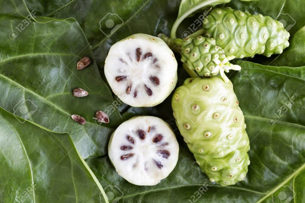 Khasiat Buah Mengkudu untuk Kesehatan